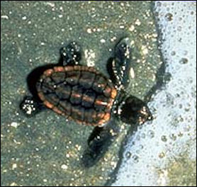 20120519-leatherbackBaby sea turtle.jpg